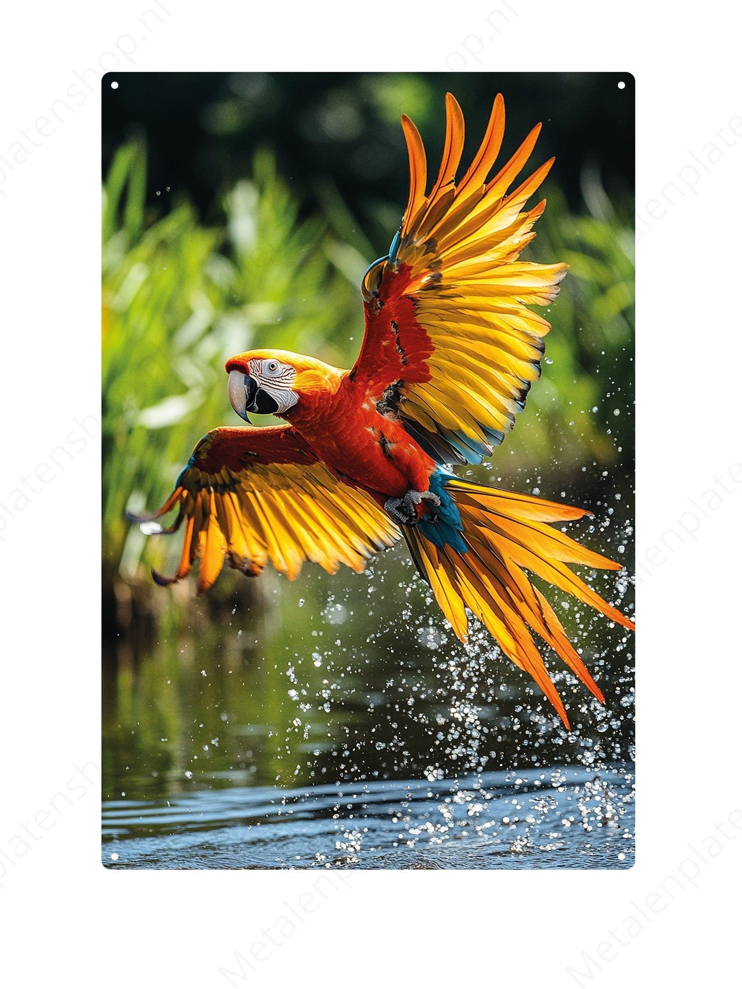 Parrot
