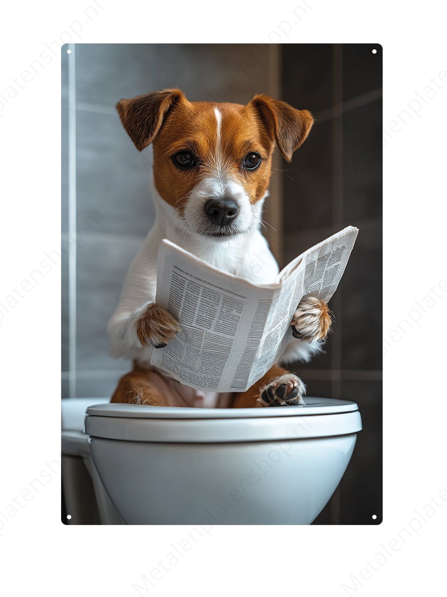 Jack Russel on the toilet with a newspaper